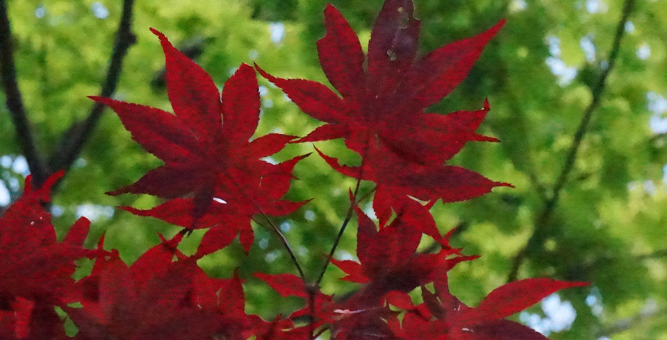 japanese-leaves-DSC02159-960x490