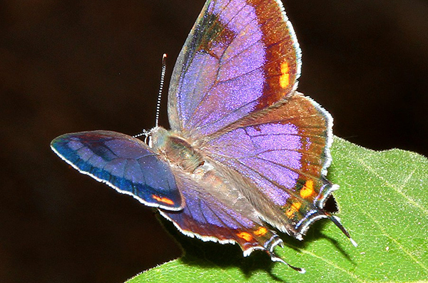 colorado_state_butterfly_co-hairstreak
