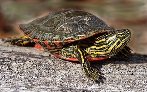 colorado_state_reptile_western-painted-turtle